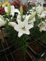 [4615 VZ W08 3107-07 Genzano No01.JPG]